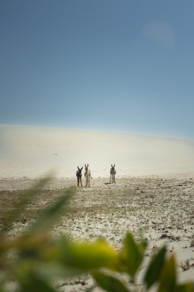 Donkeys on white sand dunes